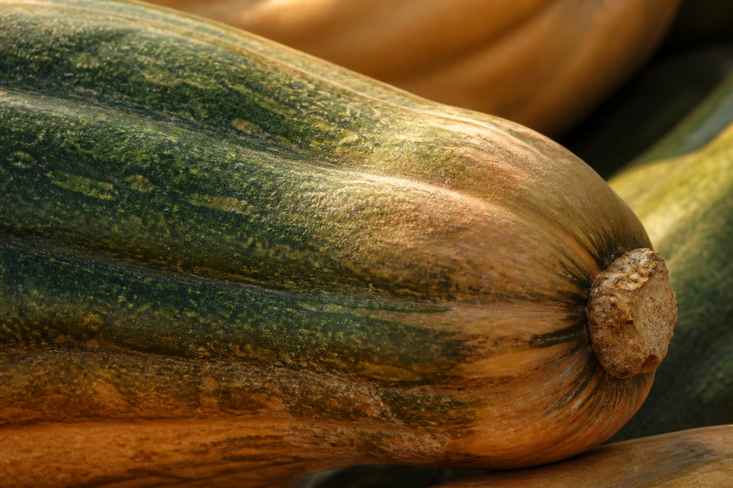 Close detail of the green to tan ribbed skin of a Naples heirloom pumpkin