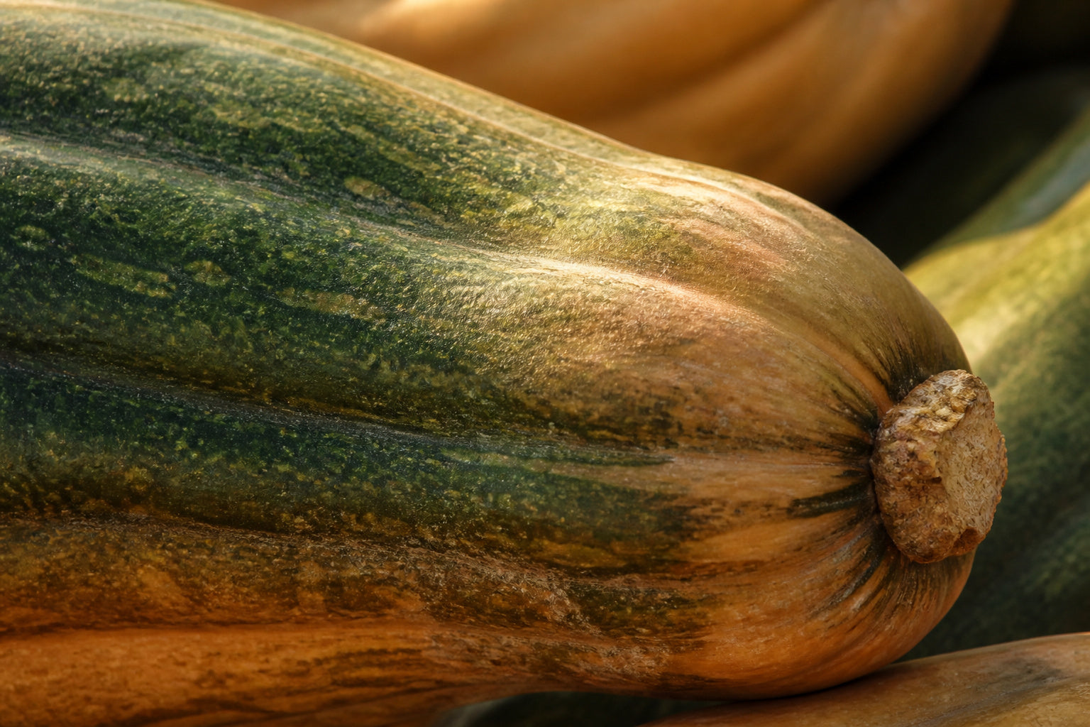 Close detail of the green to tan ribbed skin of a Naples heirloom pumpkin